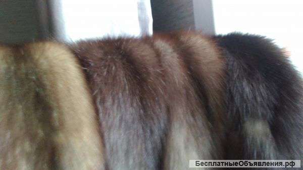 Шкуры соболя с дефектом