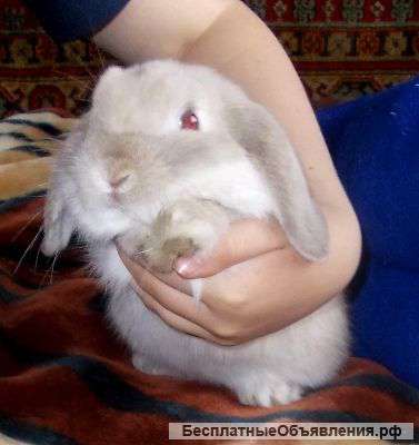 Карликовый кролик из Питомника