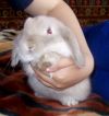 Карликовый кролик из Питомника