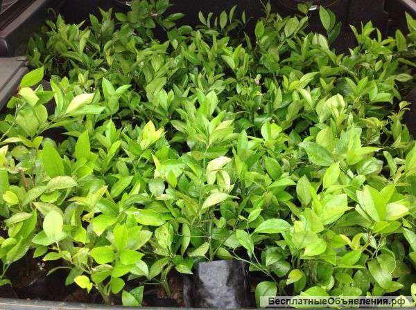 Саженцы цитрусовых культур