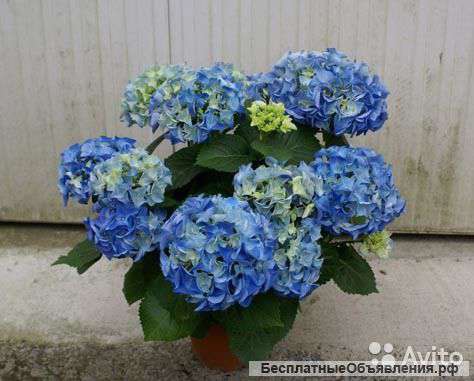 Гортензия Эрли Синяя в горшке