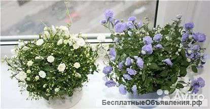 Кампанула махровая белая, синяя
