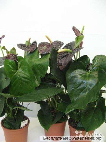 Антуриум андрианум Блэк Квин