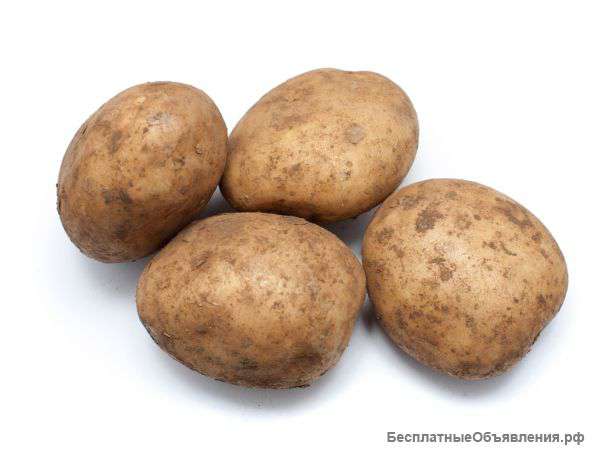 Отдам картофель, морковь, свёклу