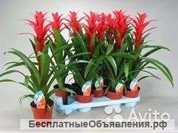 Гузмания Остара