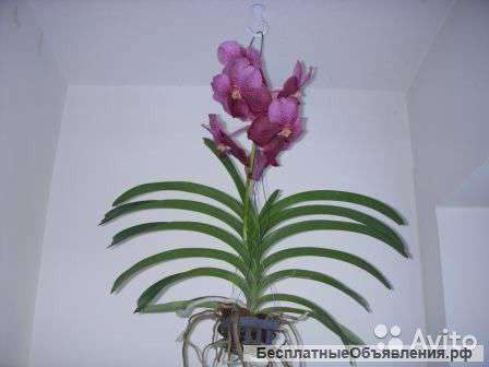 Орхидея Ванда Бьюти бордо подвесная