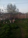 Жилую дом-дачу 180кв в Дергачи