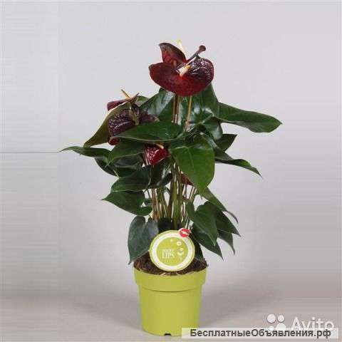 Антуриум Андр Отазу 50-60 см