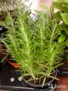 Розмарин в горшке