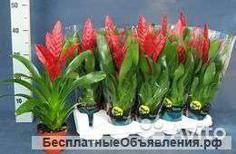 Вриезия Поэлмани