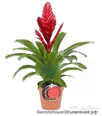 Вриезия Стрим