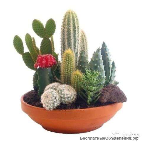Композиция из кактусов 23/45 KM-22