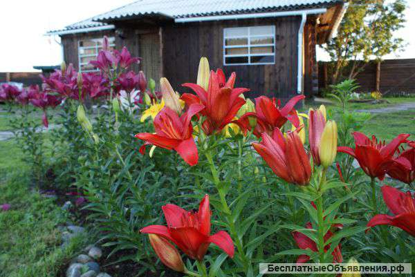 Загородный дом