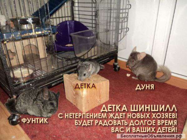 Шиншилла девочка ищет уютный дом
