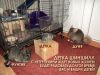 Шиншилла девочка ищет уютный дом