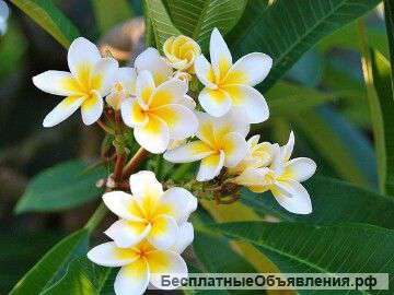 Косметический ремонт квартир комнат офисов