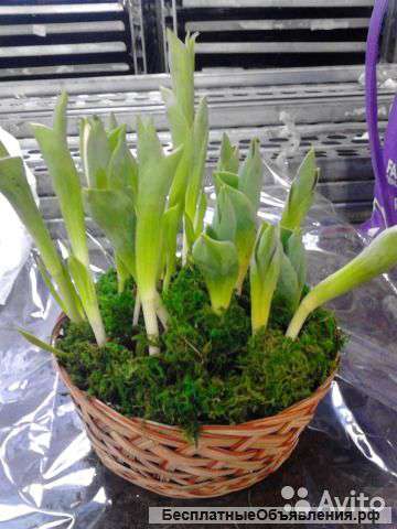 15 тюльпан луковиц в корзине KM111