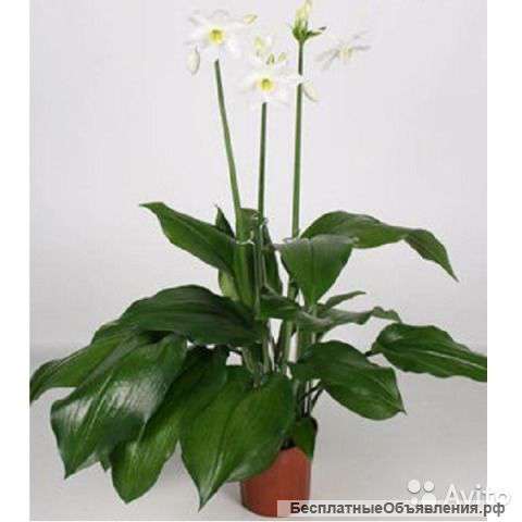 Эухарис цветущий 80-90 см