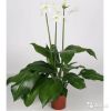 Эухарис цветущий 80-90 см
