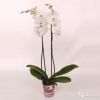 Орхидея фаленопсис кембридж белый, 70-75 см