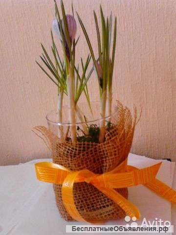 5.7.9 крокусов в стекле KM112