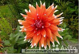 Георгина color spectacle, колор спектакл луковицы