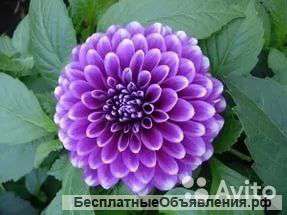Георгина blue BOY Блу бой луковицы