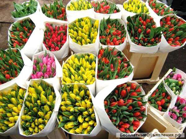 Цветы оптом от голландских и эквадорских производителей