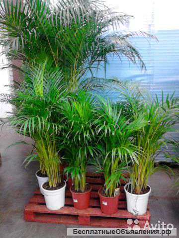 Пальма Хризолидокарпус Лутесценс 220-240 см
