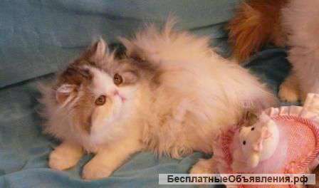 Котята мечта