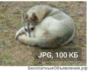 Собачка