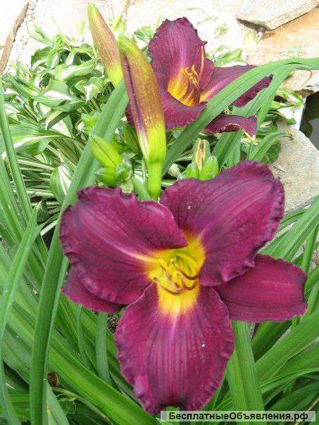 Садовые растения