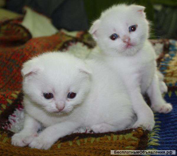 Котята вислоухие белые с голубыми глазами