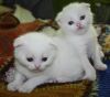 Котята вислоухие белые с голубыми глазами