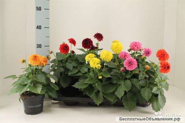 Георгина микс сортов в горшке