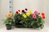 Георгина микс сортов в горшке