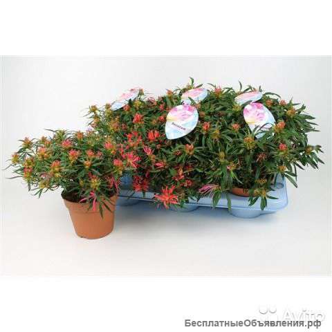 Азалия индика Фуджи красная и белая