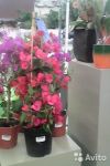 Бугенвиллия пирамида 50-60 см