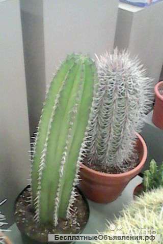 Кактус Зизиб 50-60 см