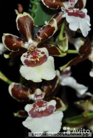 Камбрия Тропик Джангл каскад 4 ст