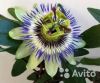Пассифлора Карулеа 40-60 см