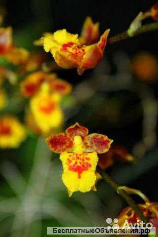 Орхидея Ховеара Сансет 20-25 см