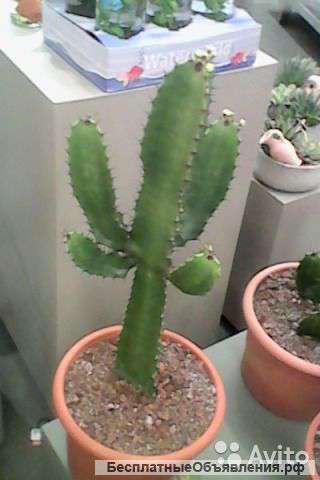 Эуфорбия, молочай Акрурэнсис 50-60 см