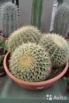 Эхинокактус Грузони мультибол 50 см