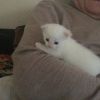 Подарю котенка