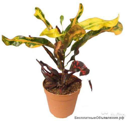 Кодиеум Мамми