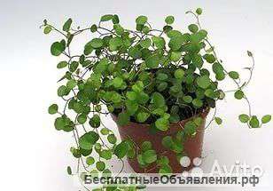 Мюленбекия