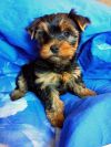 Шикарный щенок Йорка 3 мес