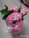 Гидрангия розовая горшечная в розовой коробке