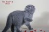 Шотландские котятаю Линии лучших питомников России, США и Канады